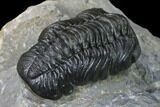 Austerops Trilobite - Excellent Specimen #138956-4
